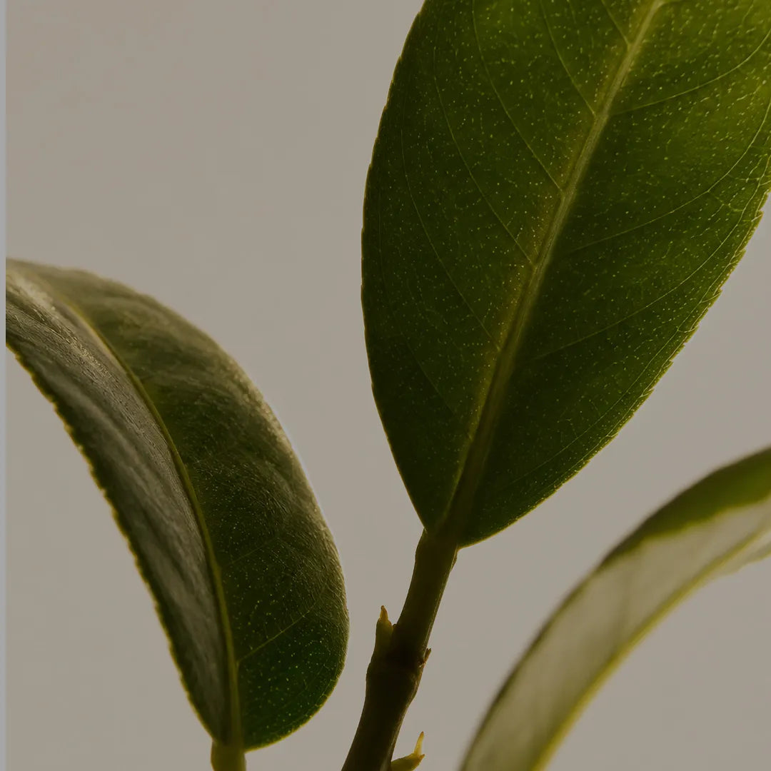 Magnesio bisglicinato · L-teanina