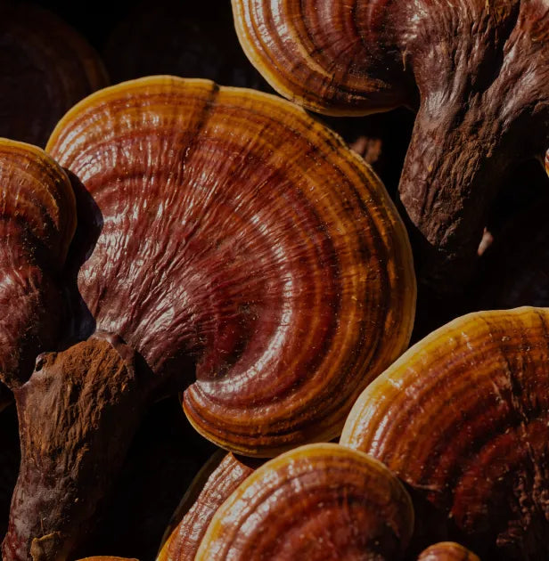 Reishi