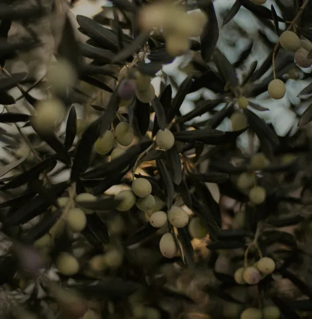 AOVE (Aceite de oliva)