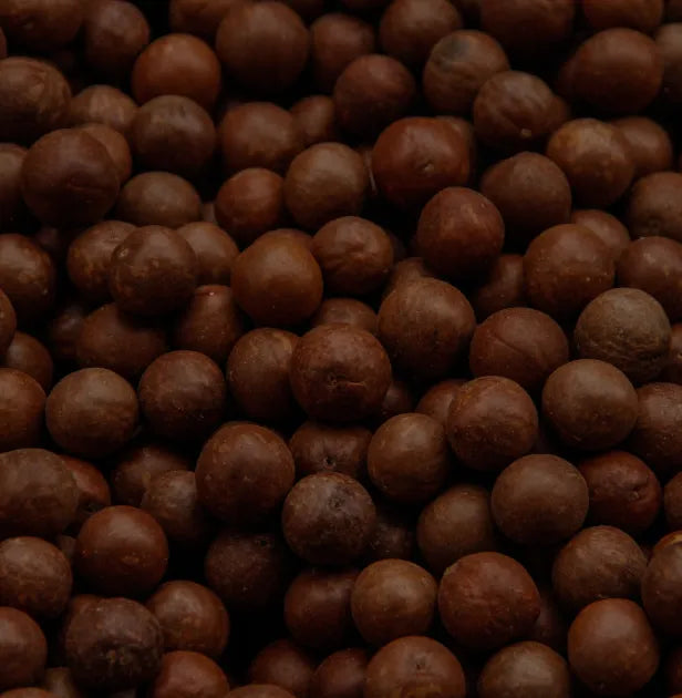 Nuez de macadamia