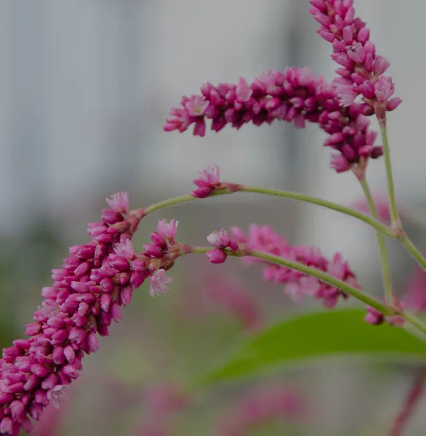 Polygonum Tinctorium