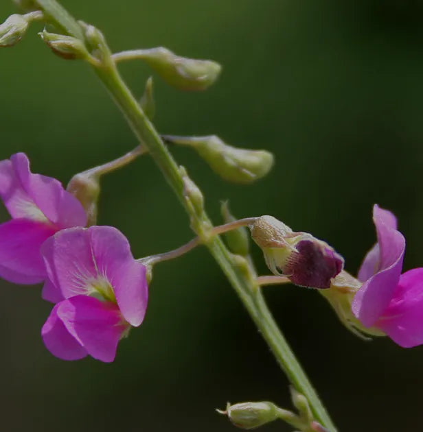 Tephrosia Purpurea