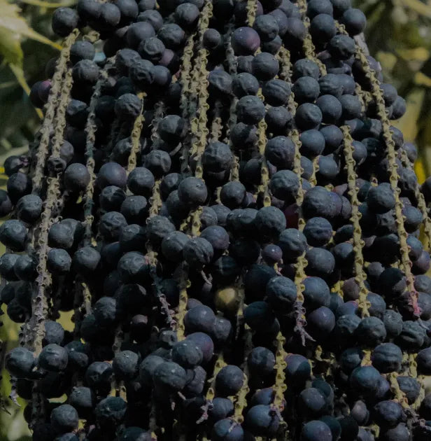 Açaí