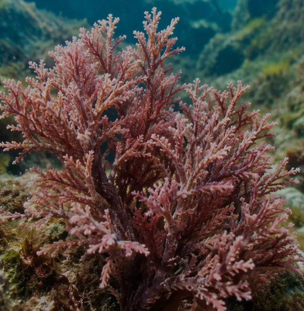 Alga Lithothamnium calcareum