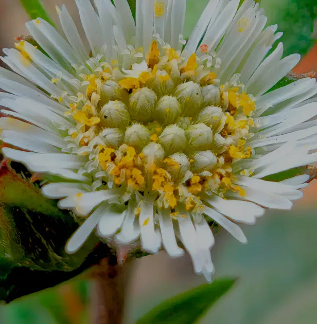 Eclipta prostrata