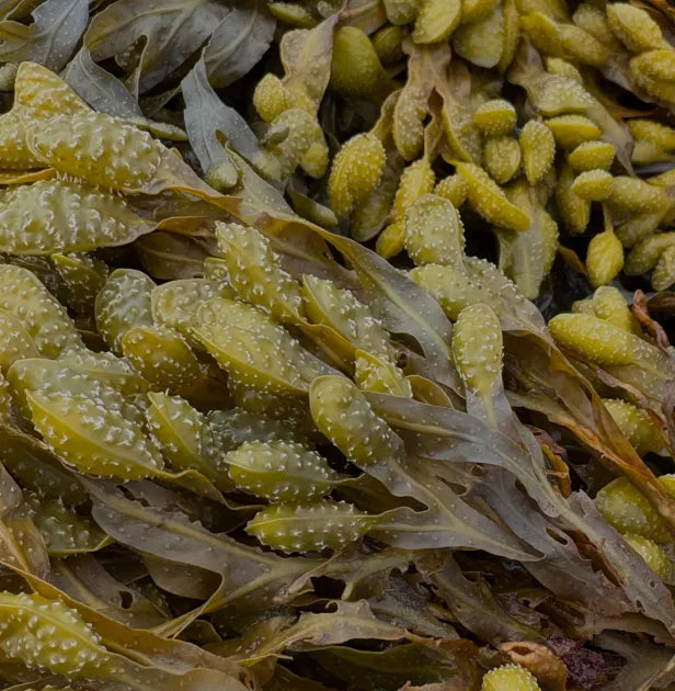 Fucus (algas marinas)