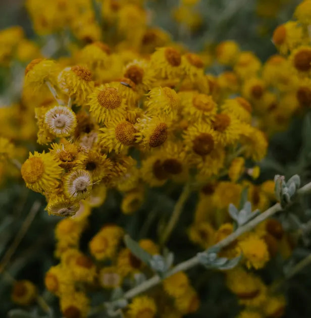 Helichrysum italicum
