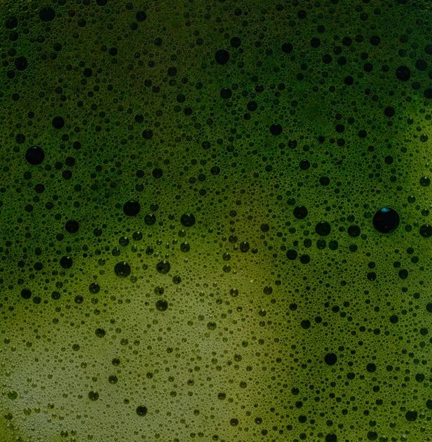 Té matcha