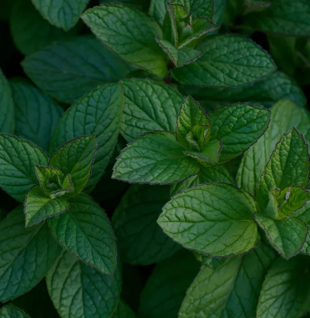 Menta