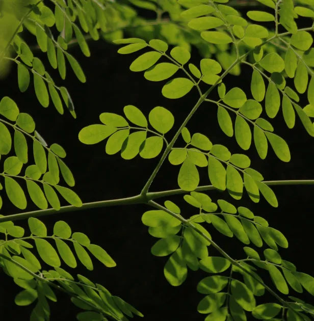 Aceite de Moringa