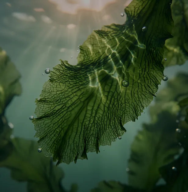 Alga nori