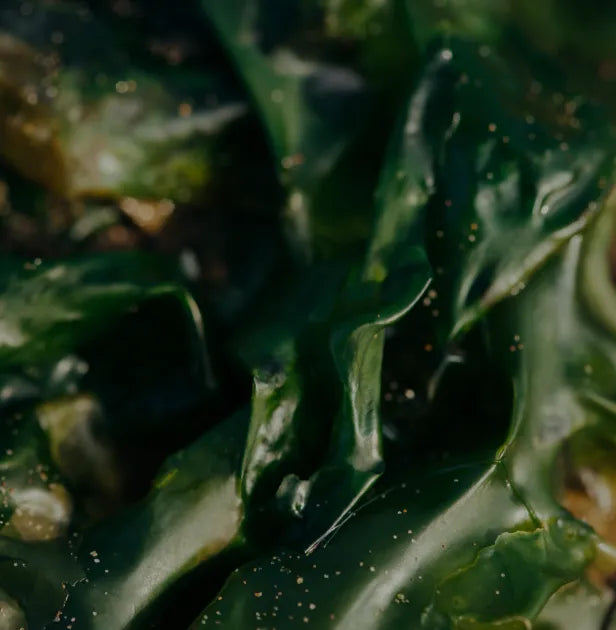 Alga wakame