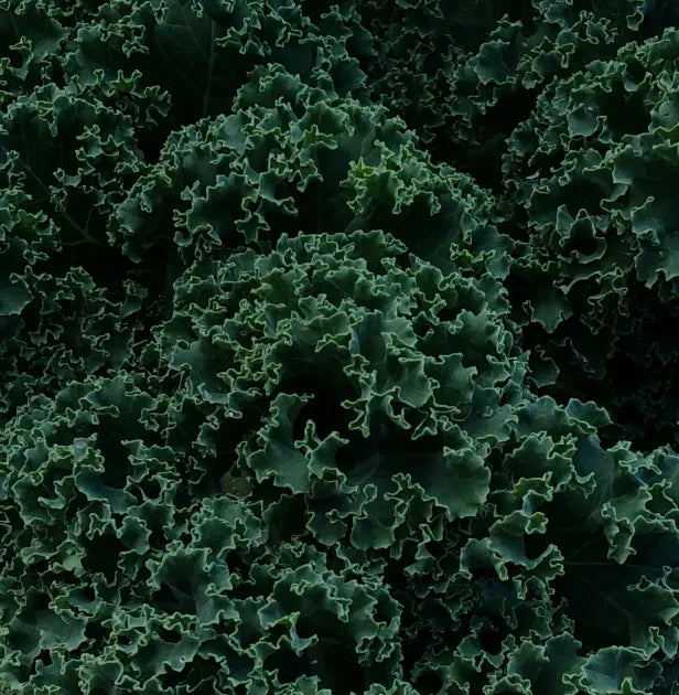 Kale