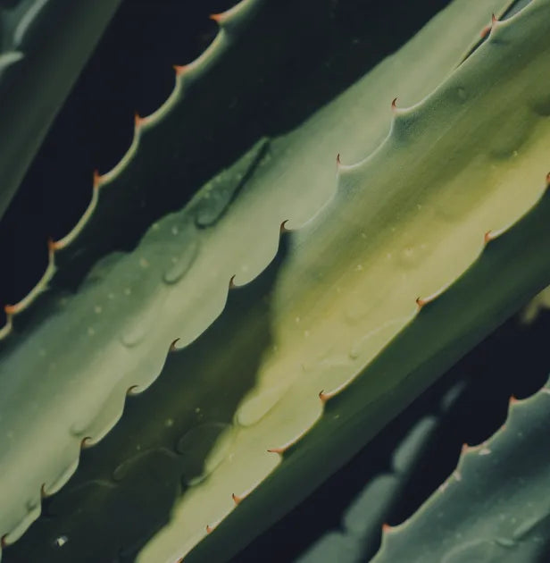 Aloe Vera