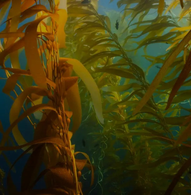 Alga kelp