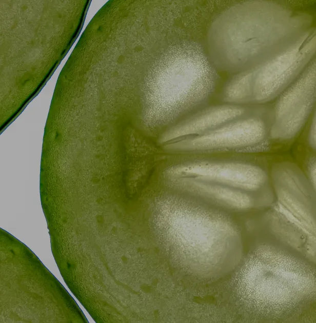 Pepino