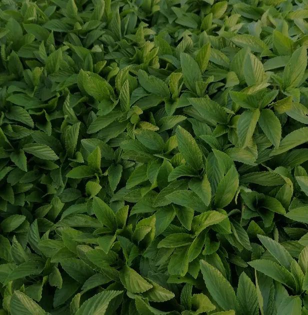 Té verde