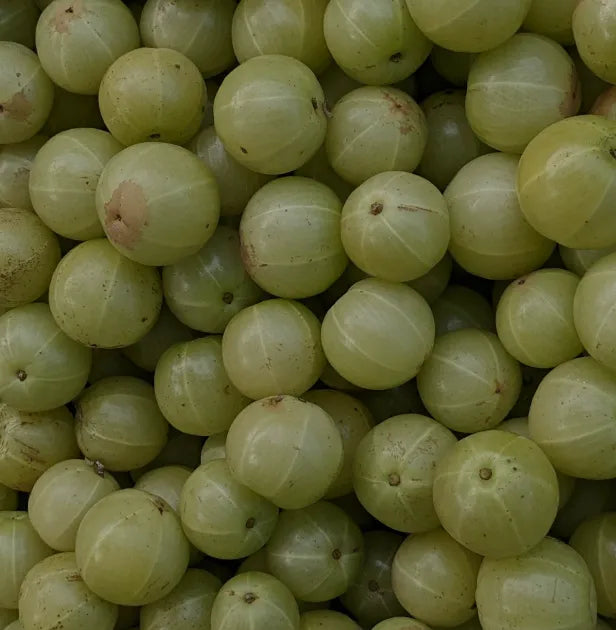 Grosella india